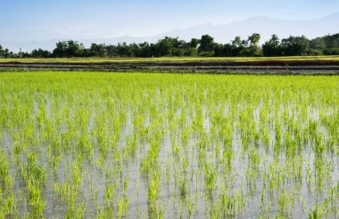 pirinç fidan pirinç gruptaki