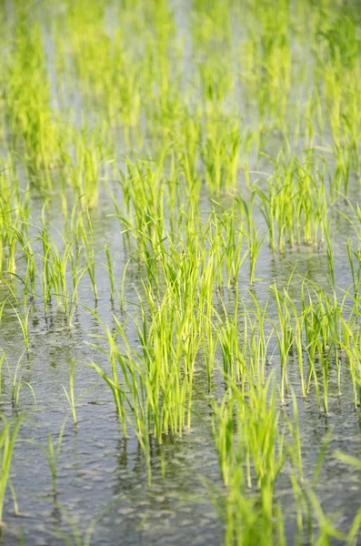 pirinç fidan pirinç gruptaki