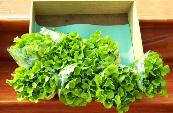 Fresh green lettuce in plastic bag at market for sale — Stock Photo, Image