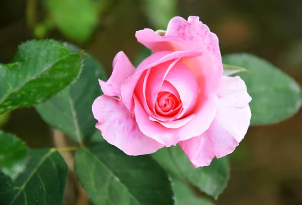 Rosa en el jardín — Foto de Stock