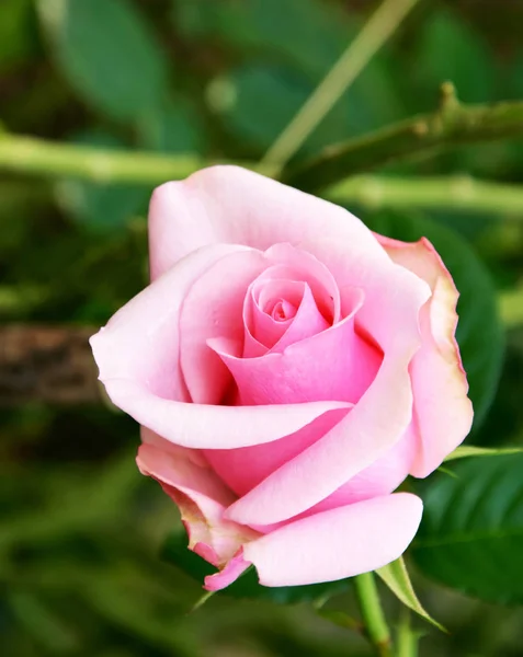 ดอกกุหลาบสีชมพูในสวน — ภาพถ่ายสต็อก