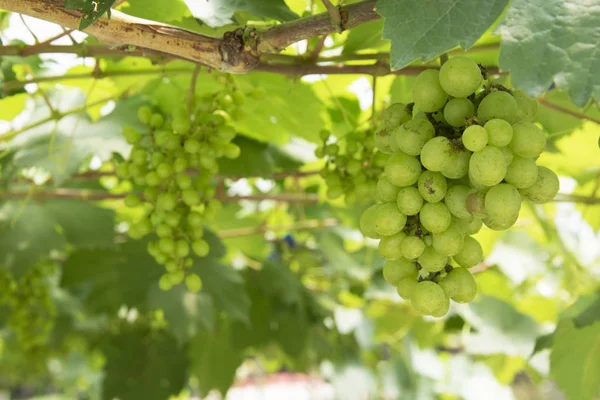 Bouquet de raisins verts sur la vigne dans le vignoble . — Photo