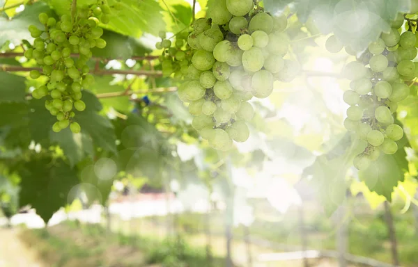 Bouquet de raisins verts sur la vigne dans le vignoble . — Photo