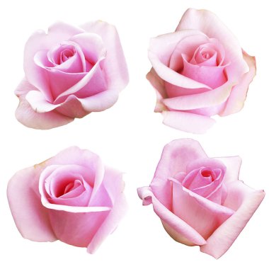 Pembe Gül beyaz arkaplanda izole edildi.