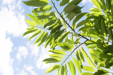 yaprak yeşil ve mavi gökyüzü arka plan güzel dalı