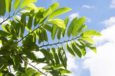 yaprak yeşil ve mavi gökyüzü arka plan güzel dalı