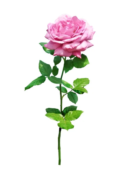Rosa Rosa aislada sobre fondo blanco. —  Fotos de Stock