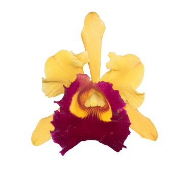 Sarı Cattleya Orkidesi beyaz arkaplanda izole.