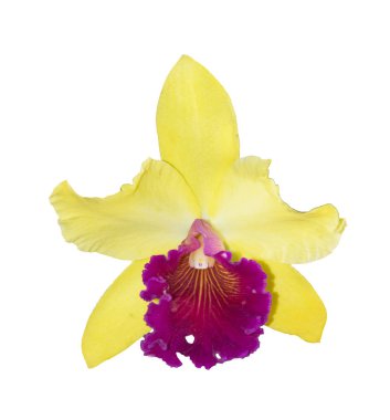 Sarı Cattleya Orkidesi beyaz arkaplanda izole.