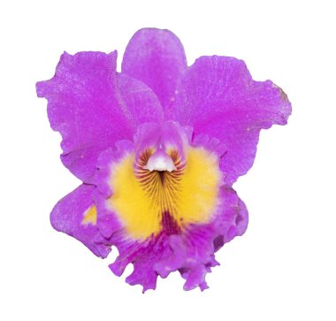 Mor Cattleya Orkidesi beyaz arkaplanda izole edildi.