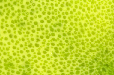 Yeşil Pomelo Doku Yüzeyi.