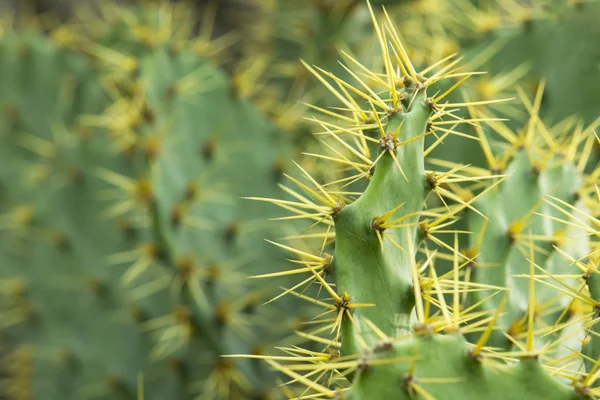 Pianta di cactus per sfondo — Foto Stock