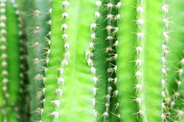 Piante esotiche. Primo piano di un cactus.cactus spinoso sfondo . — Foto Stock