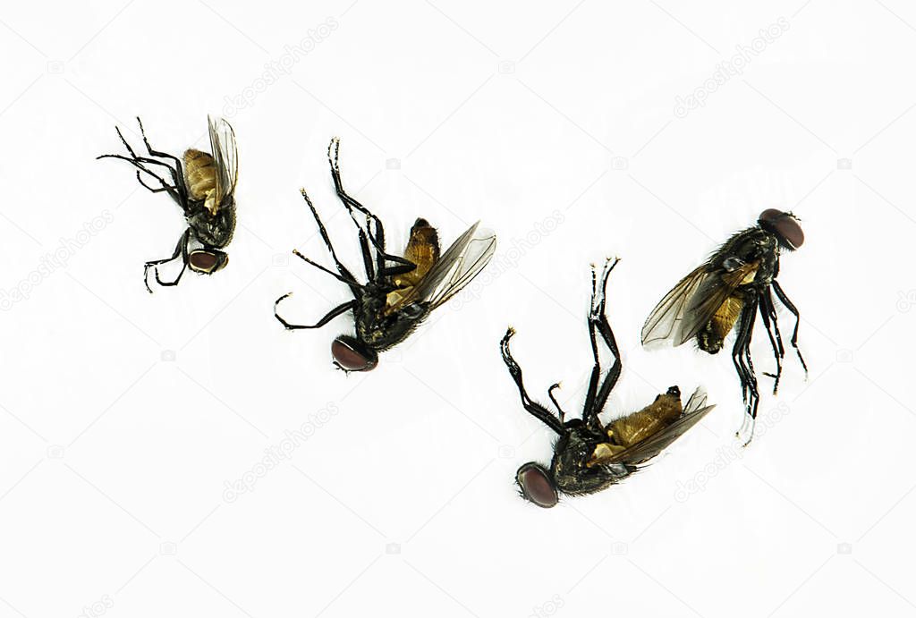 Dead fly isolated on white background.Animal fly collections. Fl