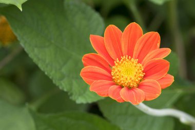 Bahçe arka planda Kırmızı Zinnia çiçek.