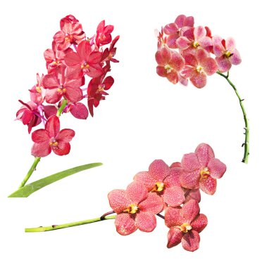 Beyaz arkaplanda izole edilmiş kırmızı orkide dalı koleksiyonu