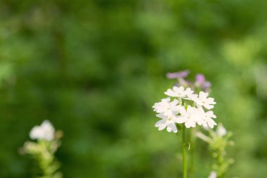 Bahçedeki çiçekler