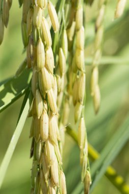 Yeşil çeltik pirincini yakın..