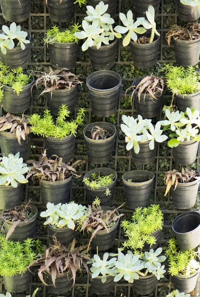 Planta em um pote de decoração no fundo da parede . — Fotografia de Stock