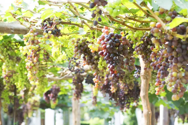 Raisins rouges dans le vignoble — Photo