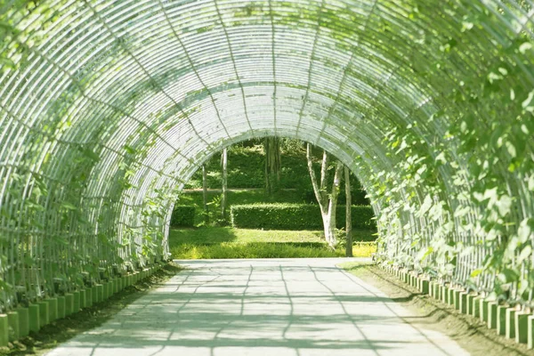 Green tunnel of winter melon plant