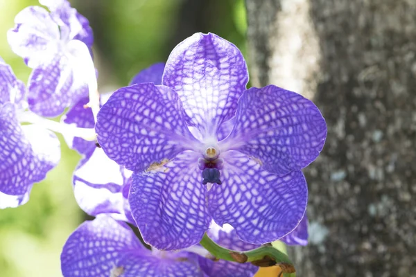 Belle fleur d'orchidées violettes dans le jardin — Photo