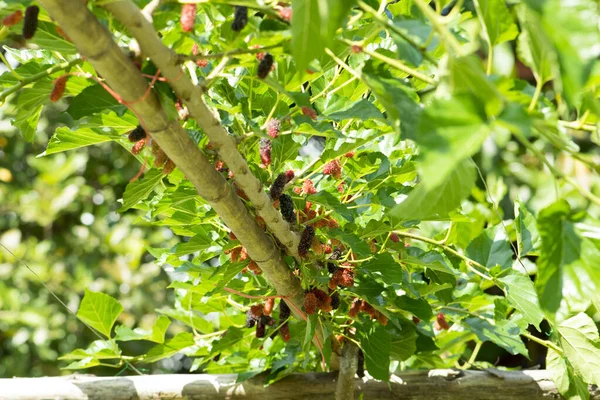 Morera fresca en el árbol, fruta — Foto de Stock