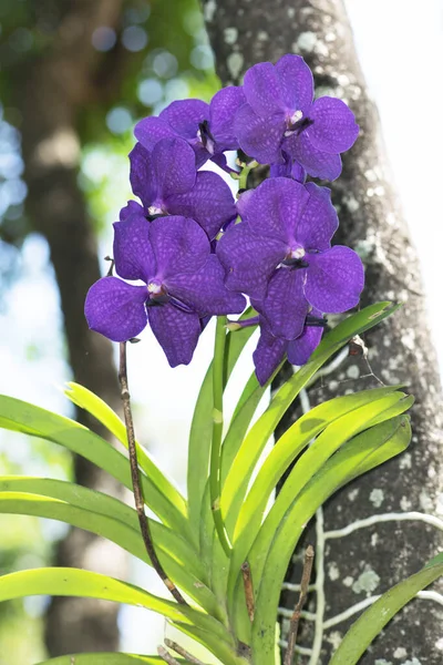 Bahçedeki güzel mor orkideler — Stok fotoğraf