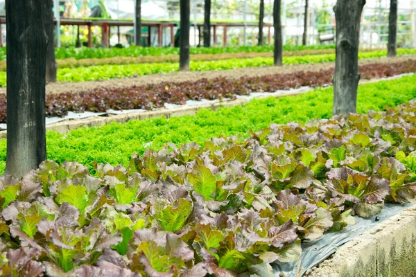 Friss Saláta Termesztése Hidroponikai Rendszerben Üvegházban — Stock Fotó