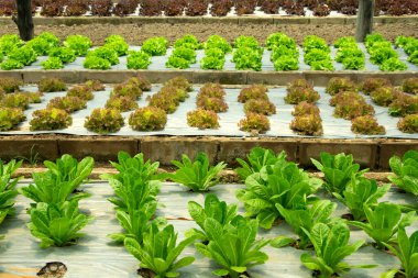 Seradaki hidroponik sisteminde taze marul yetişiyor.