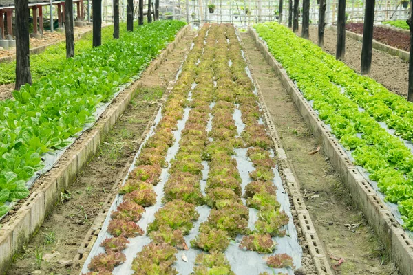 Frischer Salat Der Einem Hydroponik System Gewächshaus Wächst — Stockfoto