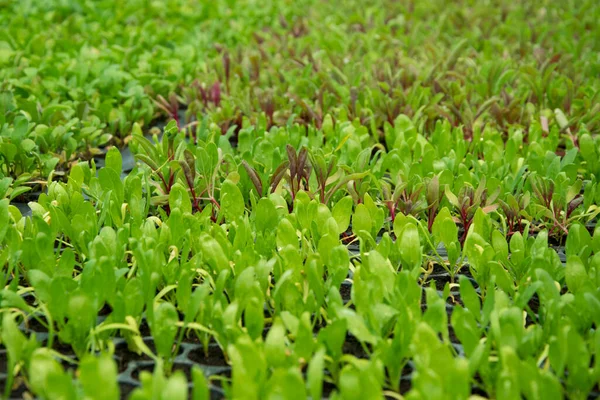 Hydroponics Salatgemüse Keimt Plastikbecher — Stockfoto