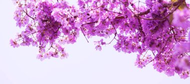 Pembe Cassia, mor çiçek.