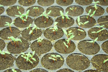 Plastik bardakta salata ve sebze filizleri.