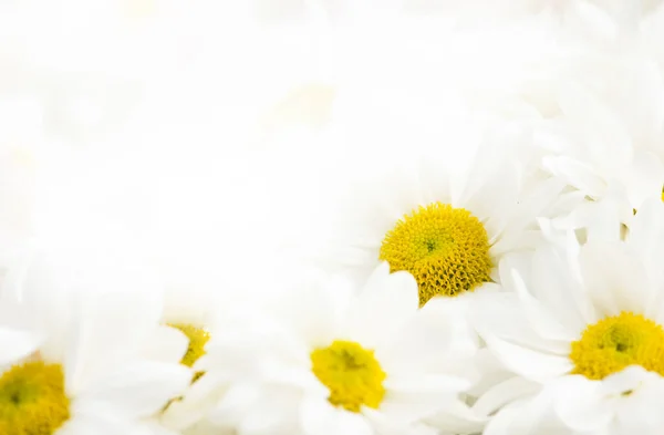 White Chrysanthemum Flowers Background — Stock Photo, Image