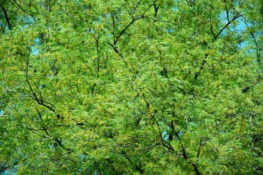 Büyük yeşil ağacın altında. arkaplan için ağaç