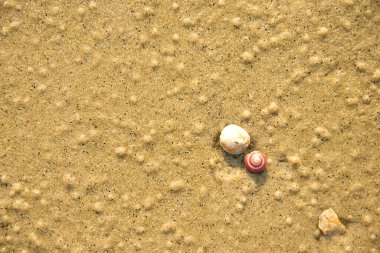 Kumdaki deniz kabukları. Yaz sahili geçmişi. Üst görünüm