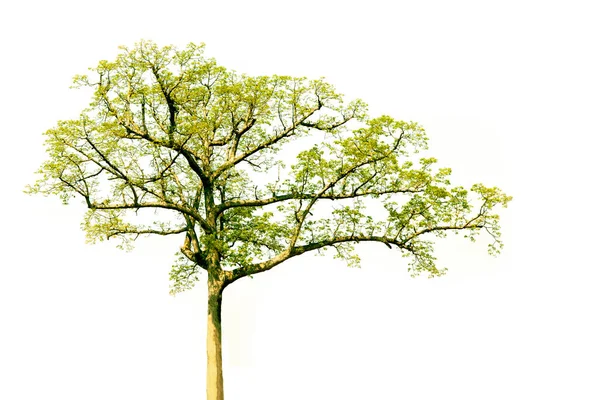 Árbol Grande Con Hojas Verdes Frescas Aisladas Sobre Fondo Blanco — Foto de Stock