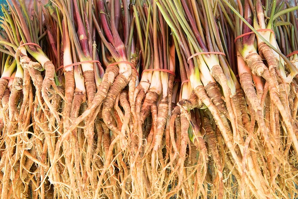 Färsk Dong Quai Angelica Sinensis — Stockfoto