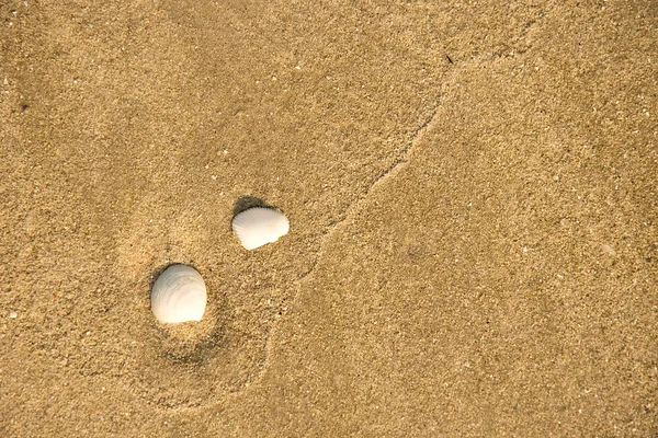 Muscheln Auf Sand Sommer Strand Hintergrund Ansicht Von Oben — Stockfoto