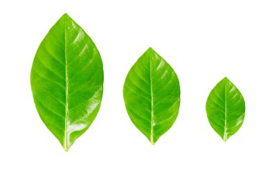 beyaz arkaplanda yeşil yapraklar izole