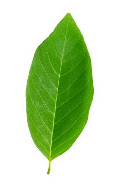 Beyaz arkaplanda yeşil yaprak izole edildi