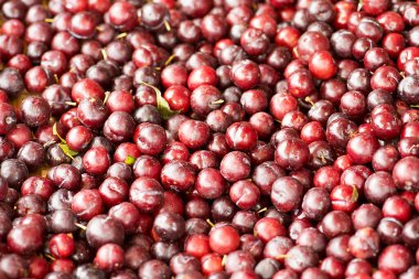 Arka plan olarak taze olgun kırmızı erikler