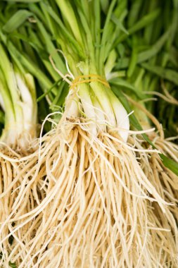 Çin soğanı, kök sebze.