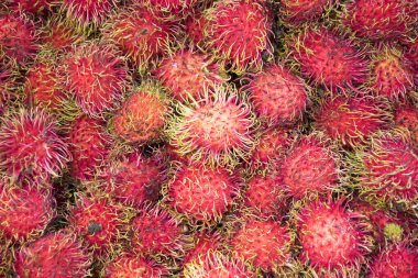 Rambutan, rambutan, rambutan, rambutan, rambutan, rambutan, rambutan satılık rambutan, pattarn rambutan