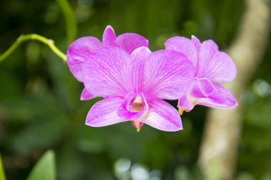 Bahçedeki güzel mor orkideler