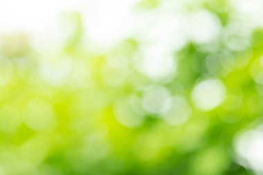 Bokeh geçmişi. Tasarım elementi. Doğal yeşil bulanık arkaplan.