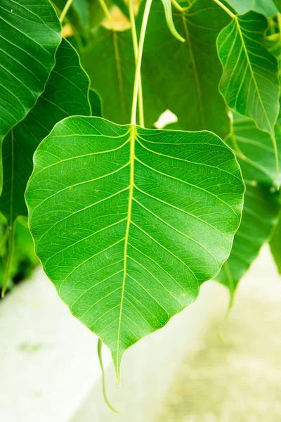 Green leaf Bo leaf, Sacred fig leaves.