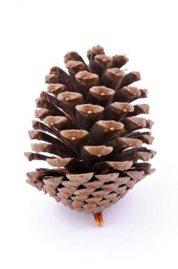 Beyaz arka planda izole edilmiş çam kozalağı. en üstteki görünüm.