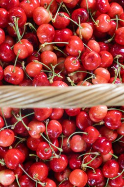 Kiraz tarlasından toplanan sepetteki olgun, kırmızı ve taze kirazların üst görüntüsü..  